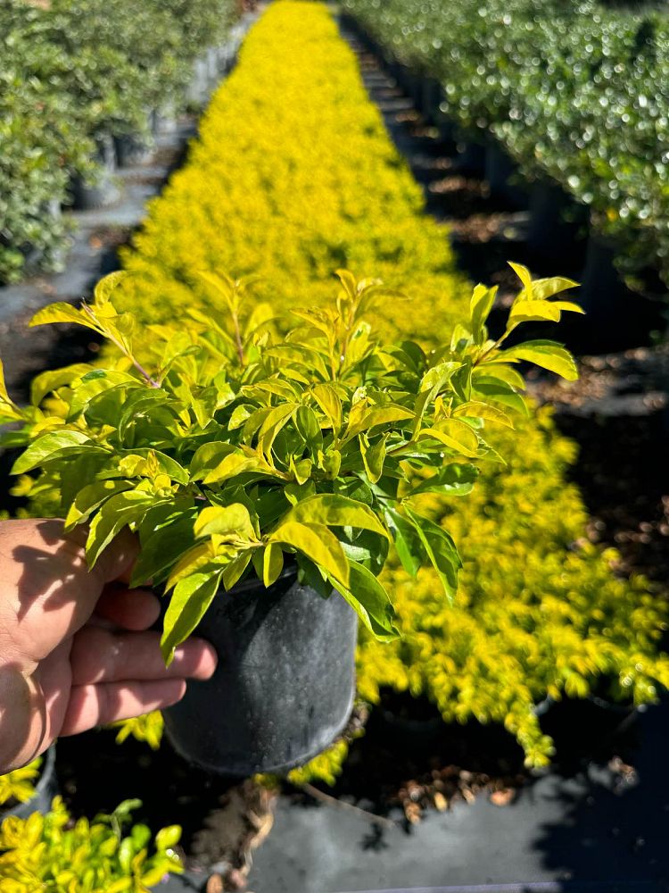 duranta-erecta-gold-mound-golden-dewdrop-duranta-repens
