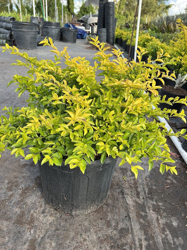 duranta-erecta-gold-mound-golden-dewdrop-duranta-repens