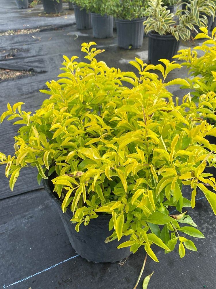 duranta-erecta-gold-mound-golden-dewdrop-duranta-repens