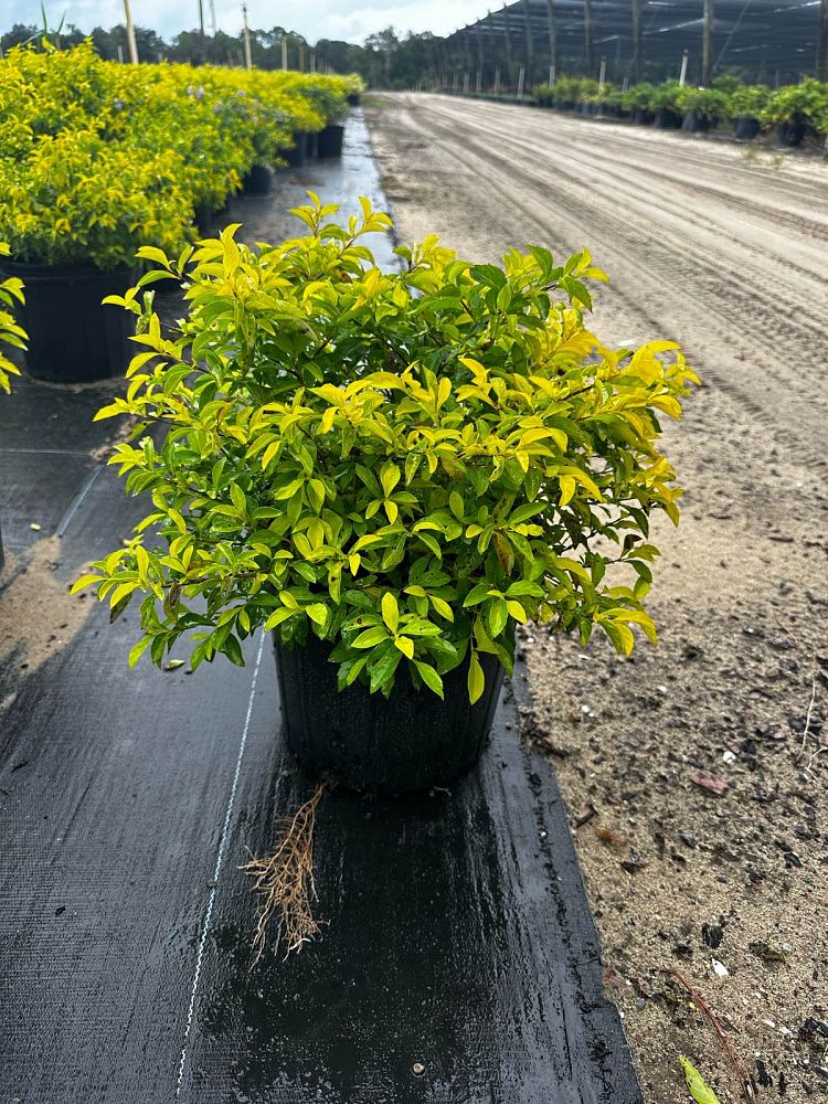 duranta-erecta-gold-mound-golden-dewdrop-duranta-repens