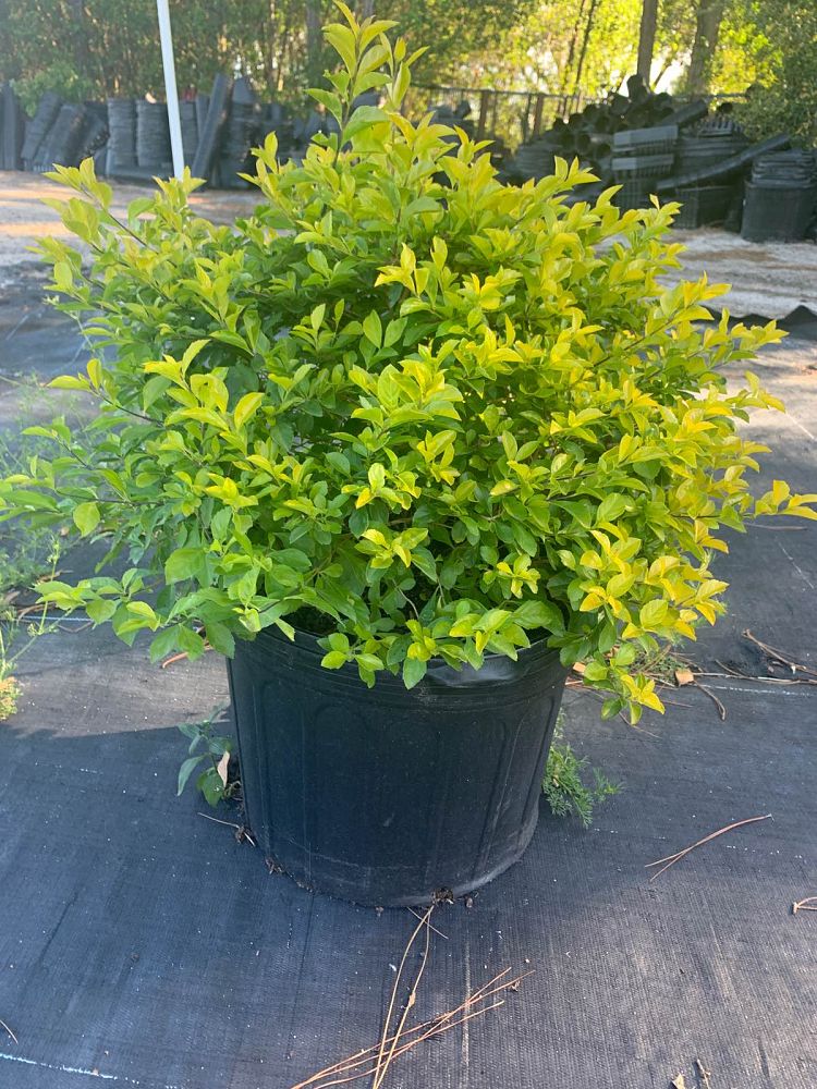 duranta-erecta-gold-mound-golden-dewdrop-duranta-repens