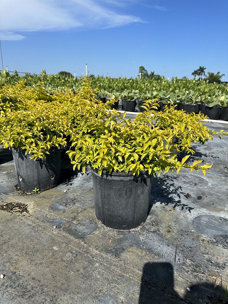 duranta-erecta-gold-mound-golden-dewdrop-duranta-repens