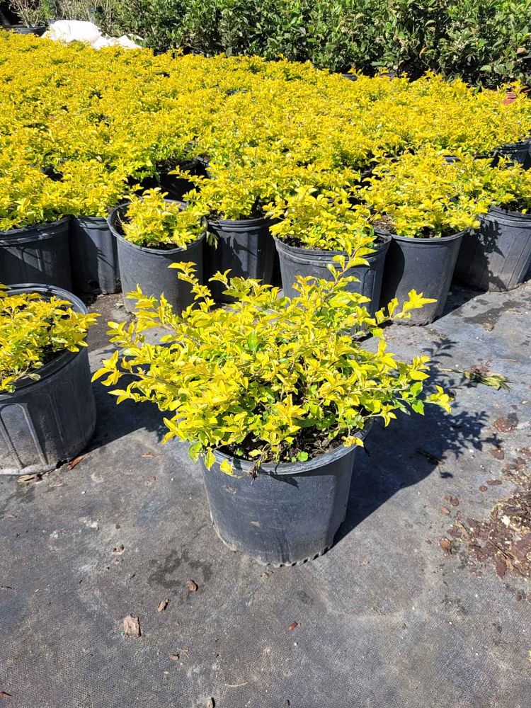 duranta-erecta-gold-mound-golden-dewdrop-duranta-repens