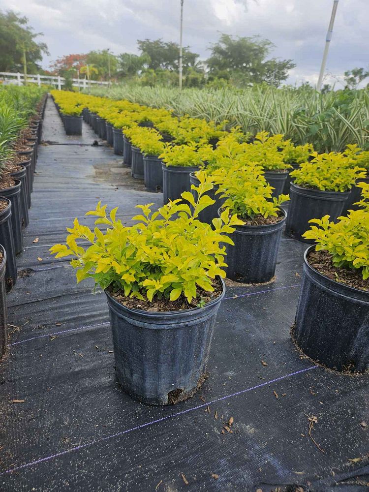 duranta-erecta-gold-mound-golden-dewdrop-duranta-repens