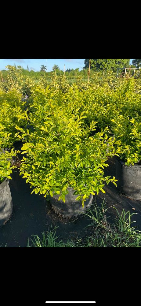 duranta-erecta-gold-mound-golden-dewdrop-duranta-repens