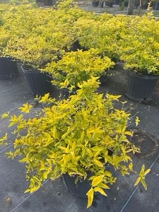 duranta-erecta-gold-mound-golden-dewdrop-duranta-repens