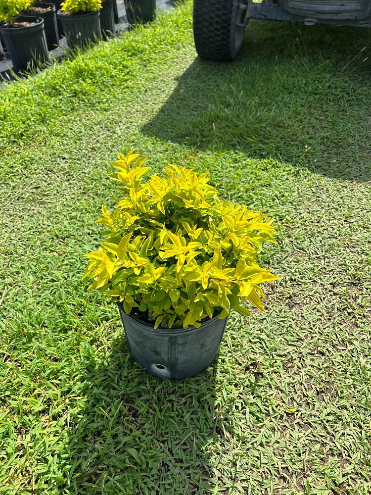 duranta-erecta-gold-mound-golden-dewdrop-duranta-repens