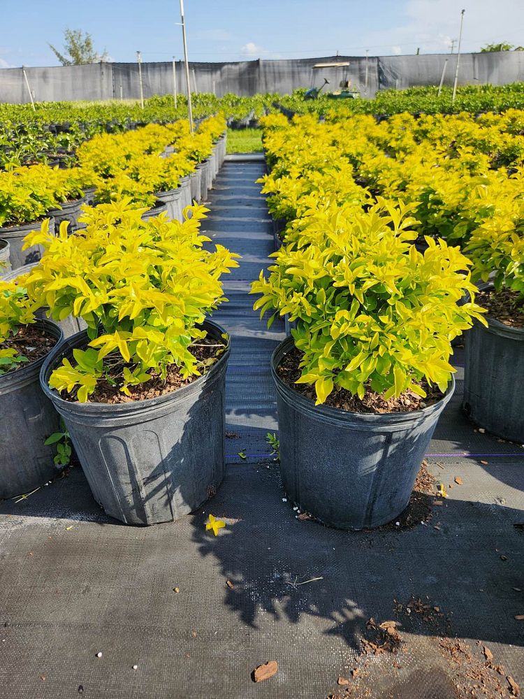 duranta-erecta-gold-mound-golden-dewdrop-duranta-repens