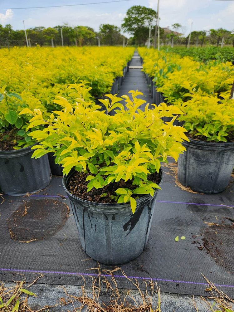 duranta-erecta-gold-mound-golden-dewdrop-duranta-repens