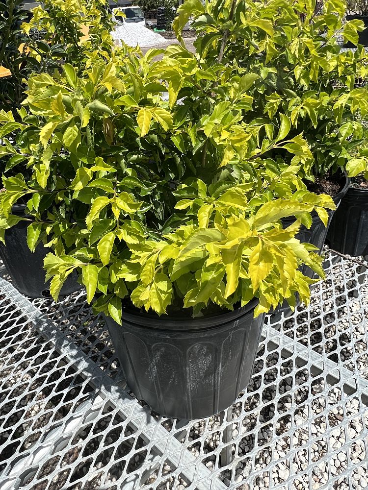 duranta-erecta-gold-mound-golden-dewdrop-duranta-repens