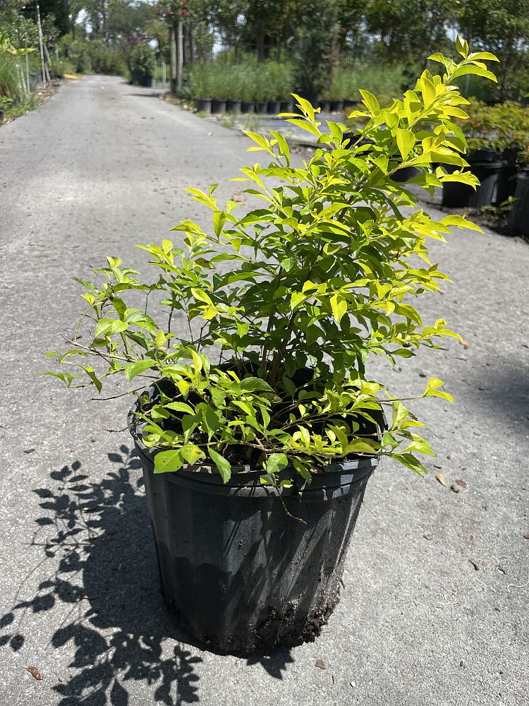 duranta-erecta-gold-mound-golden-dewdrop-duranta-repens