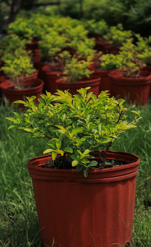 duranta-erecta-gold-mound-golden-dewdrop-duranta-repens