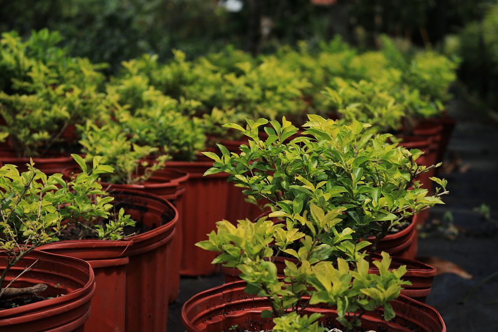duranta-erecta-gold-mound-golden-dewdrop-duranta-repens