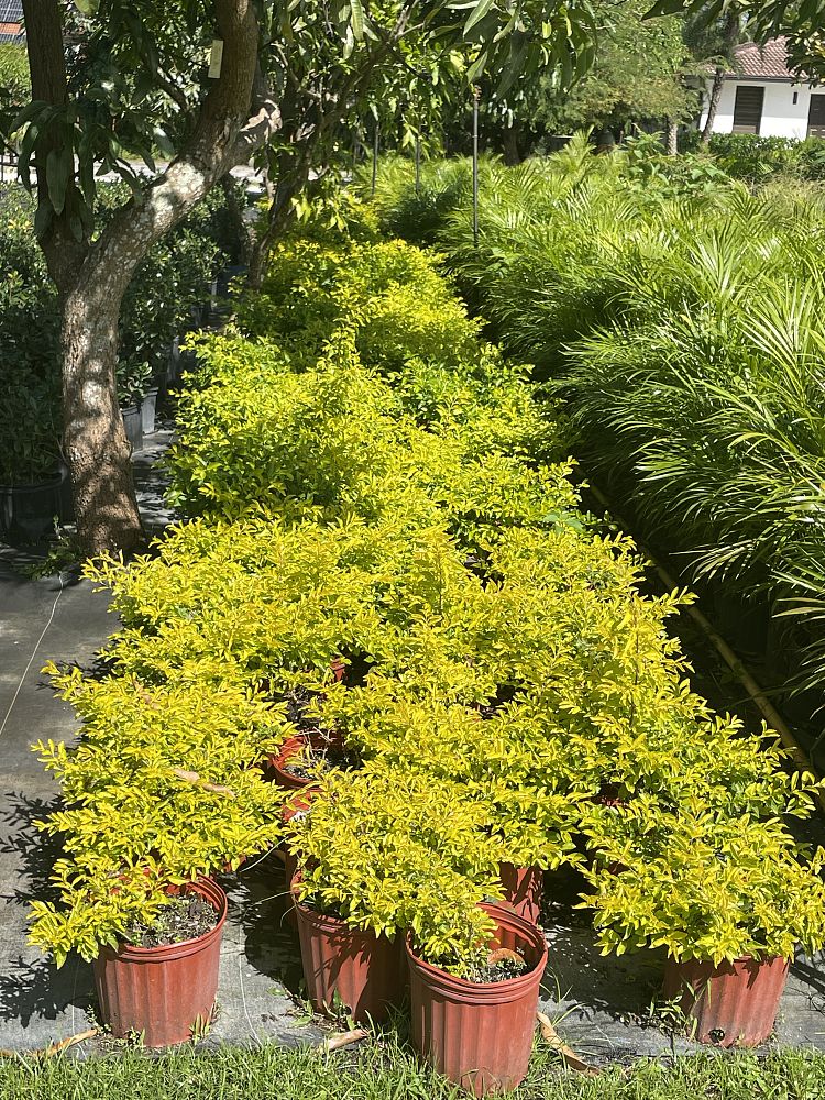 duranta-erecta-gold-mound-golden-dewdrop-duranta-repens