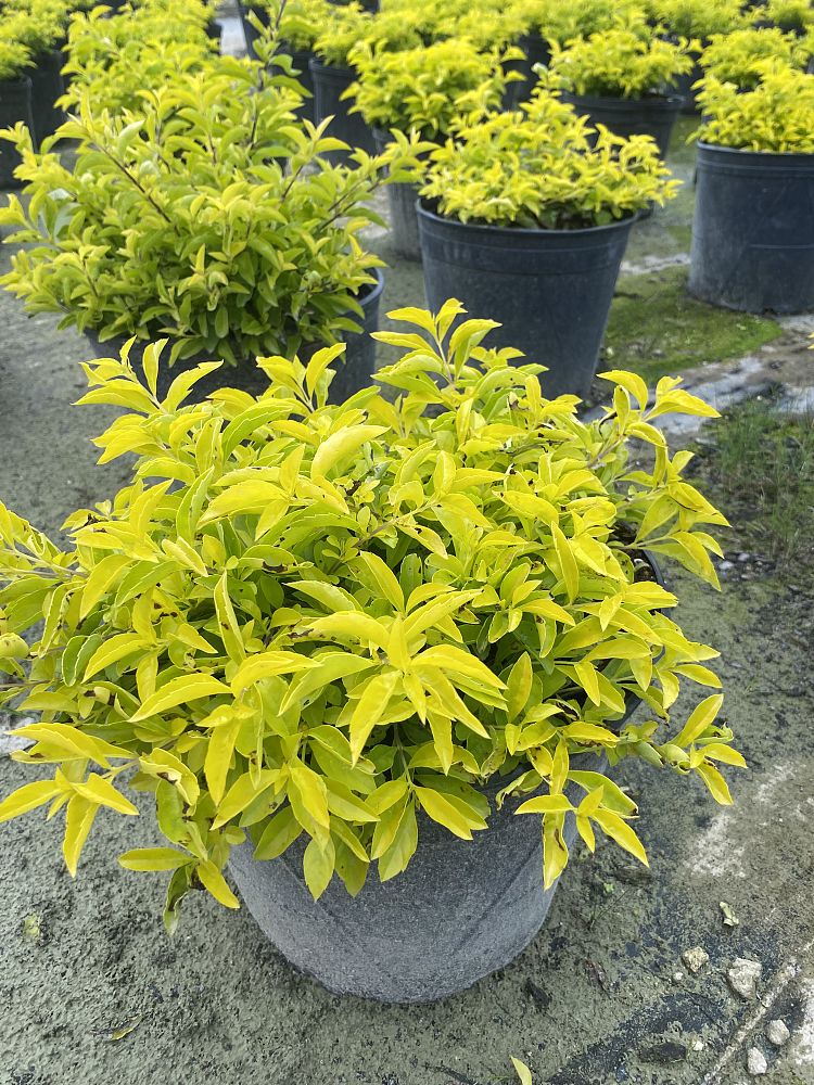 duranta-erecta-gold-mound-golden-dewdrop-duranta-repens