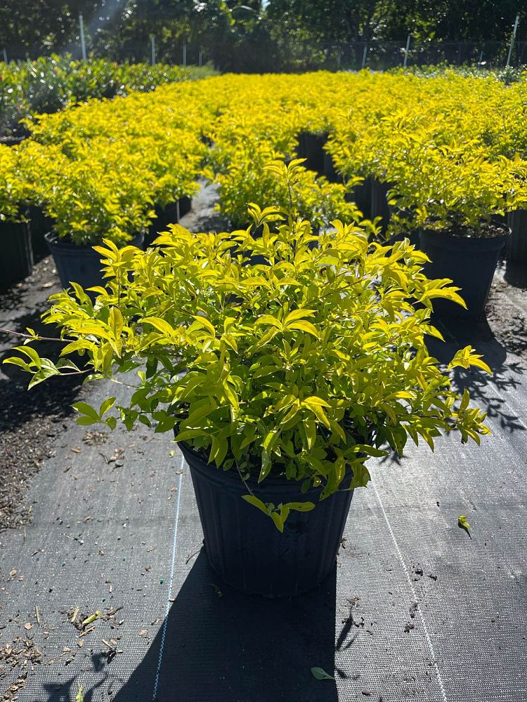 duranta-erecta-gold-mound-golden-dewdrop-duranta-repens