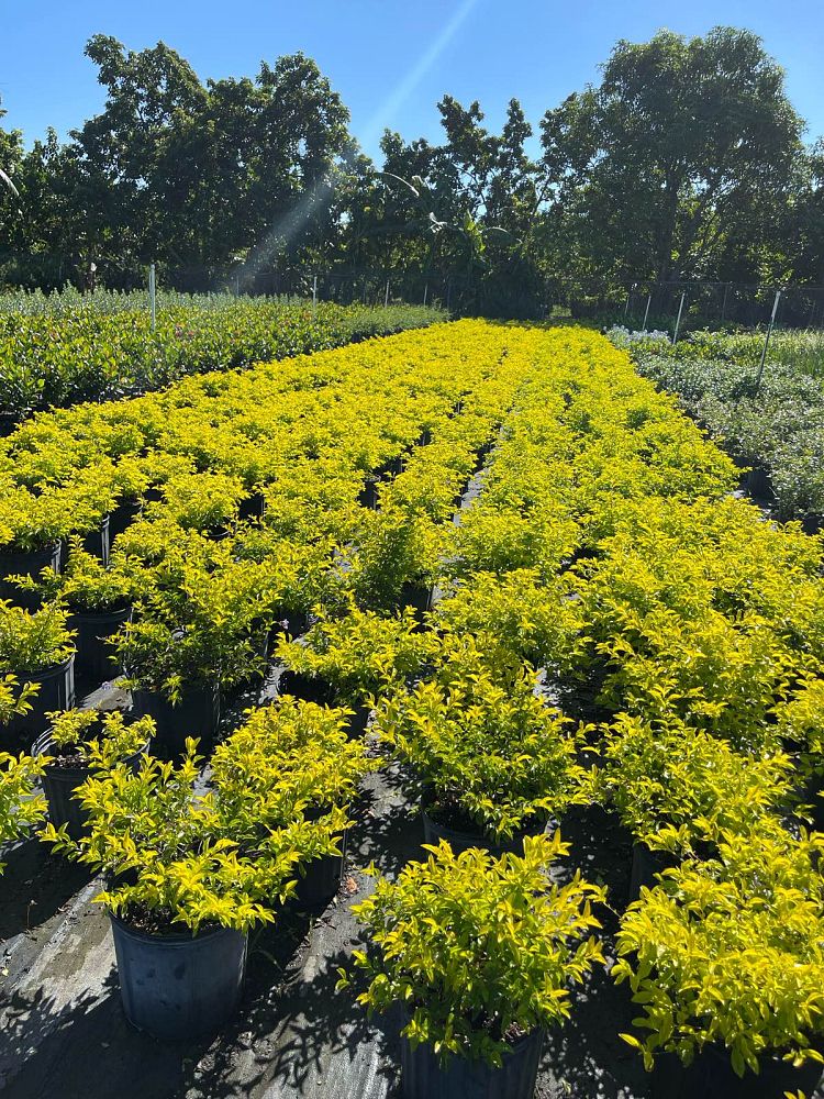 duranta-erecta-gold-mound-golden-dewdrop-duranta-repens