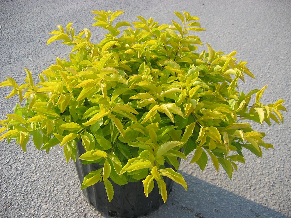 duranta-erecta-gold-mound-golden-dewdrop-duranta-repens