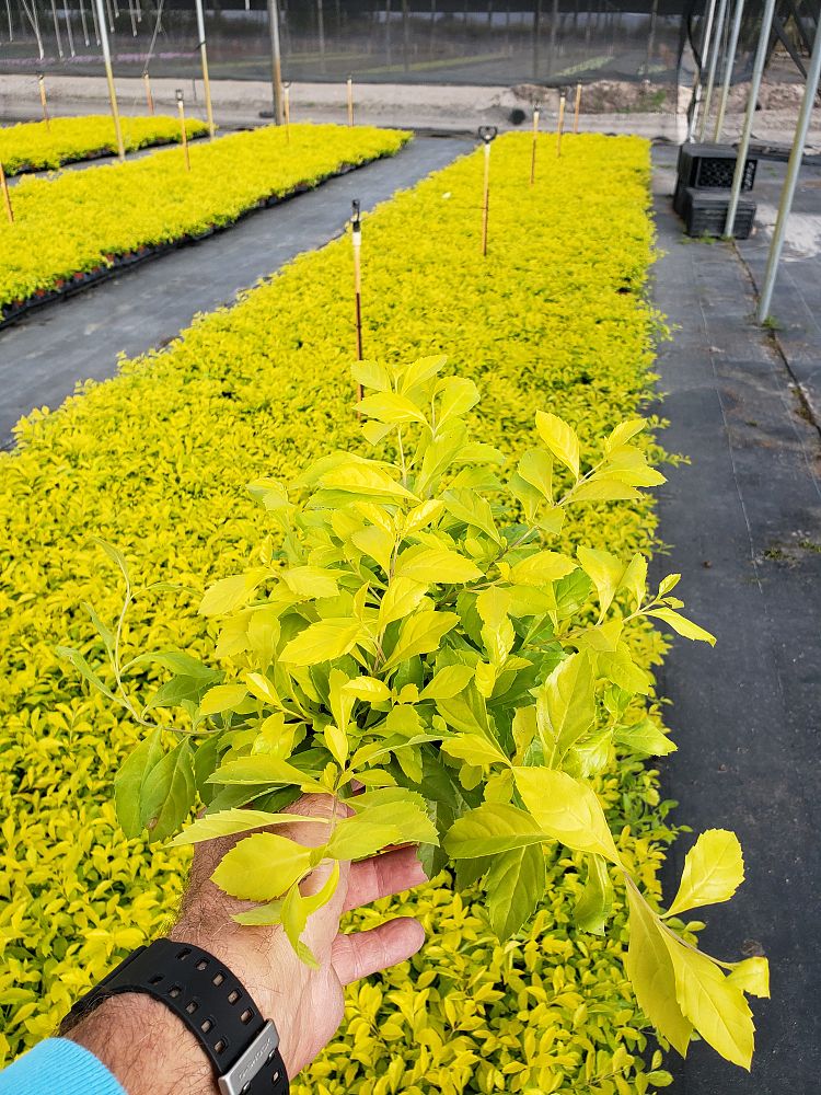 duranta-erecta-gold-mound-golden-dewdrop-duranta-repens
