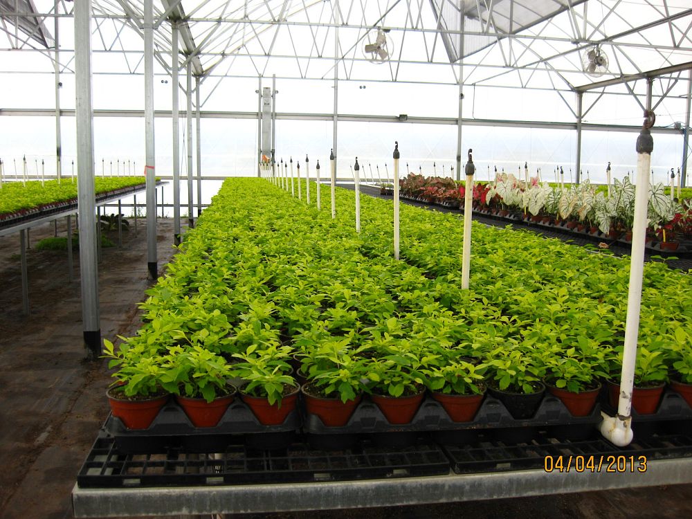 duranta-erecta-gold-mound-golden-dewdrop-duranta-repens