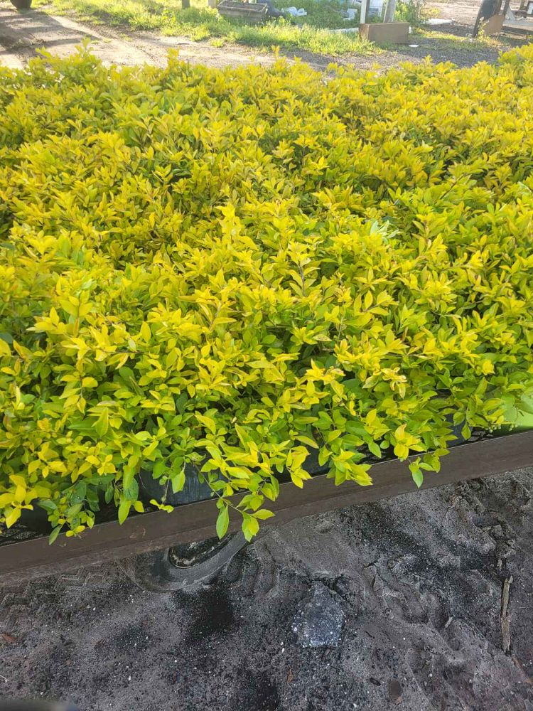 duranta-erecta-gold-mound-golden-dewdrop-duranta-repens