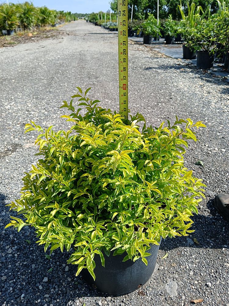 duranta-erecta-gold-mound-golden-dewdrop-duranta-repens