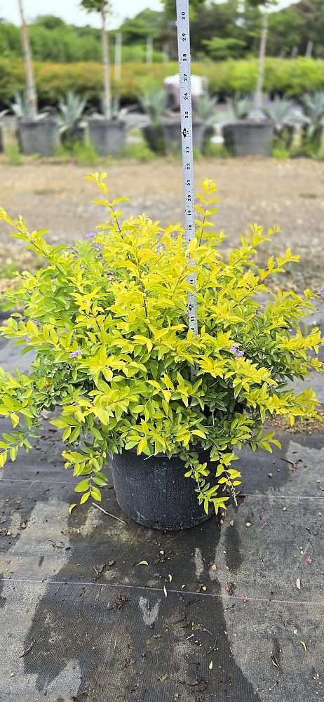 duranta-erecta-gold-mound-golden-dewdrop-duranta-repens