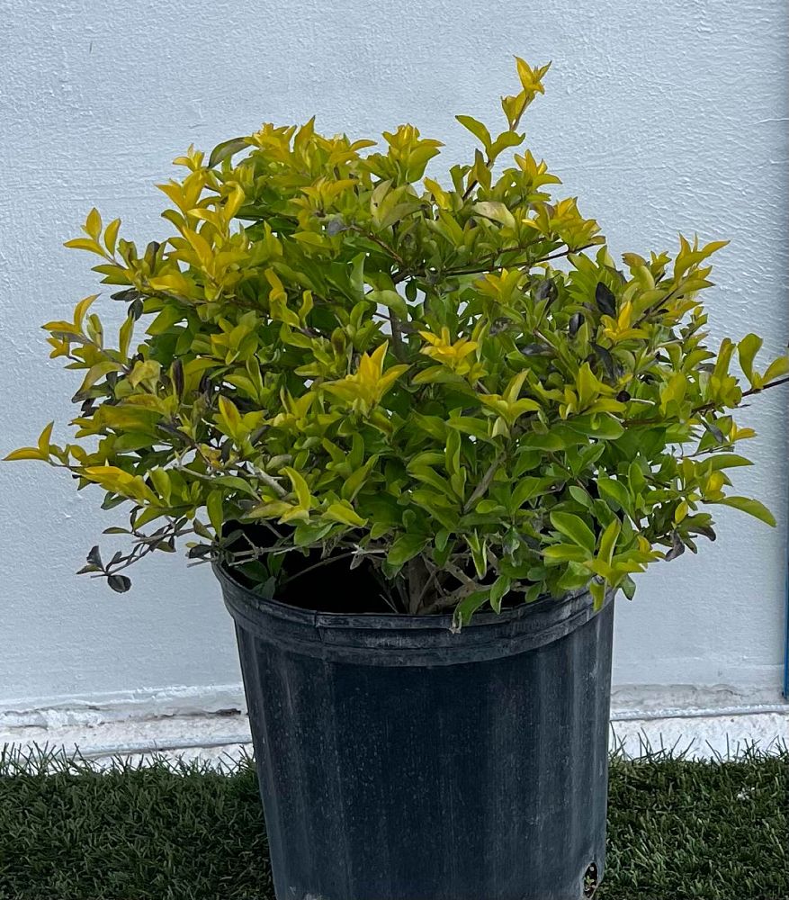 duranta-erecta-gold-mound-golden-dewdrop-duranta-repens
