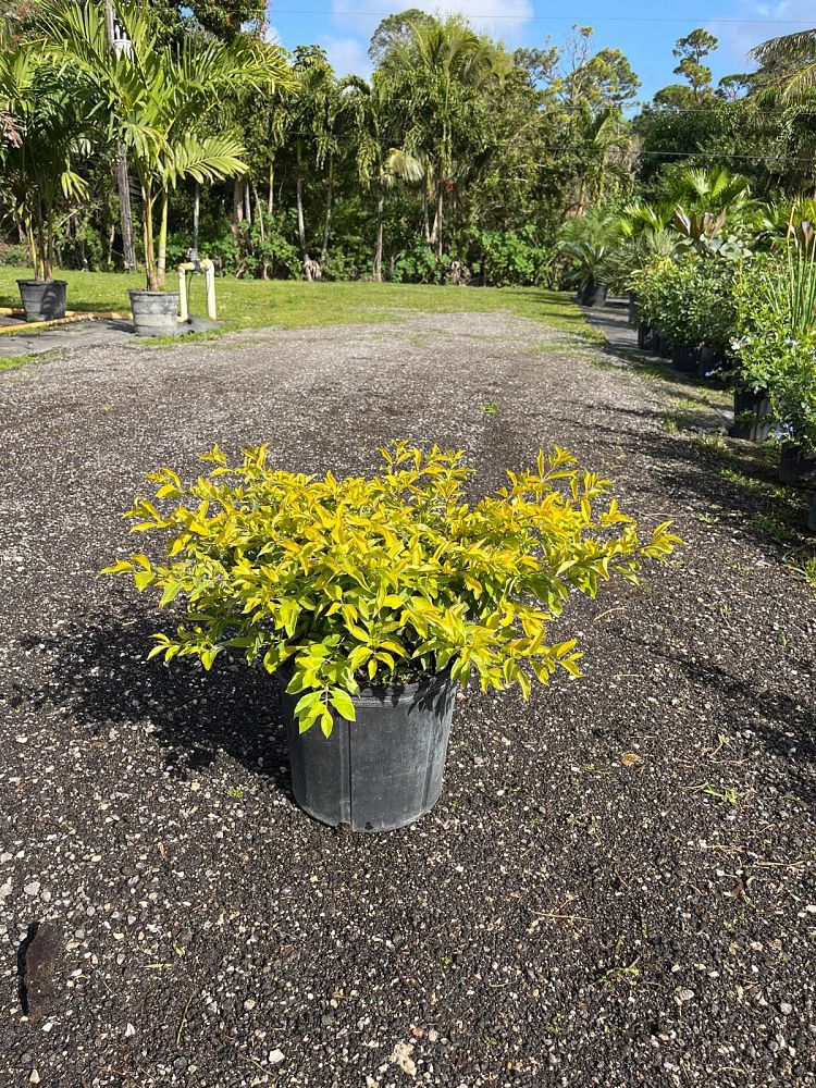 duranta-erecta-gold-mound-golden-dewdrop-duranta-repens