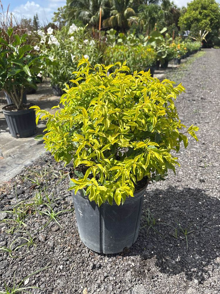 duranta-erecta-gold-mound-golden-dewdrop-duranta-repens