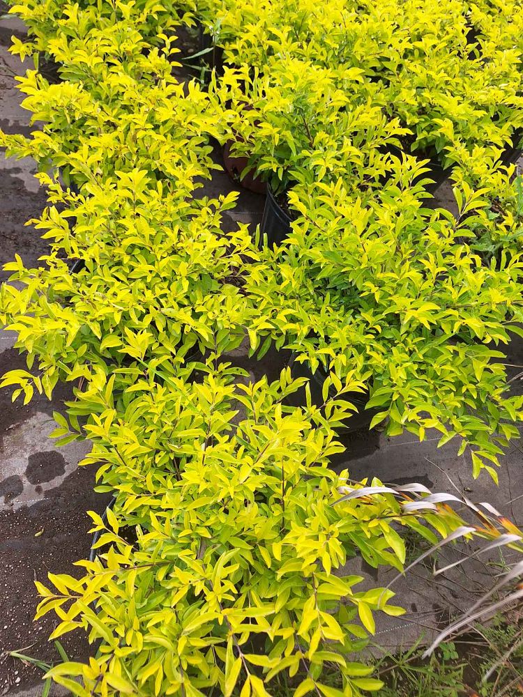 duranta-erecta-gold-mound-golden-dewdrop-duranta-repens