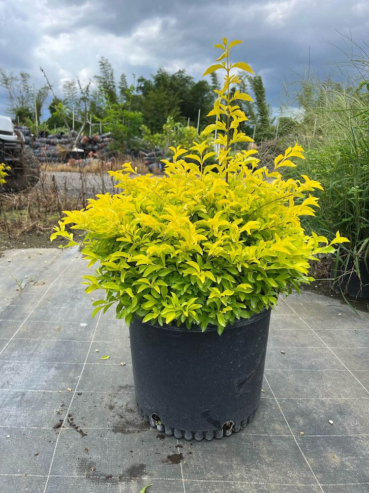 duranta-erecta-gold-mound-golden-dewdrop-duranta-repens