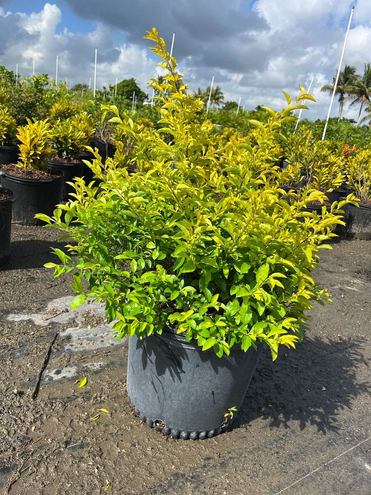 duranta-erecta-gold-mound-golden-dewdrop-duranta-repens
