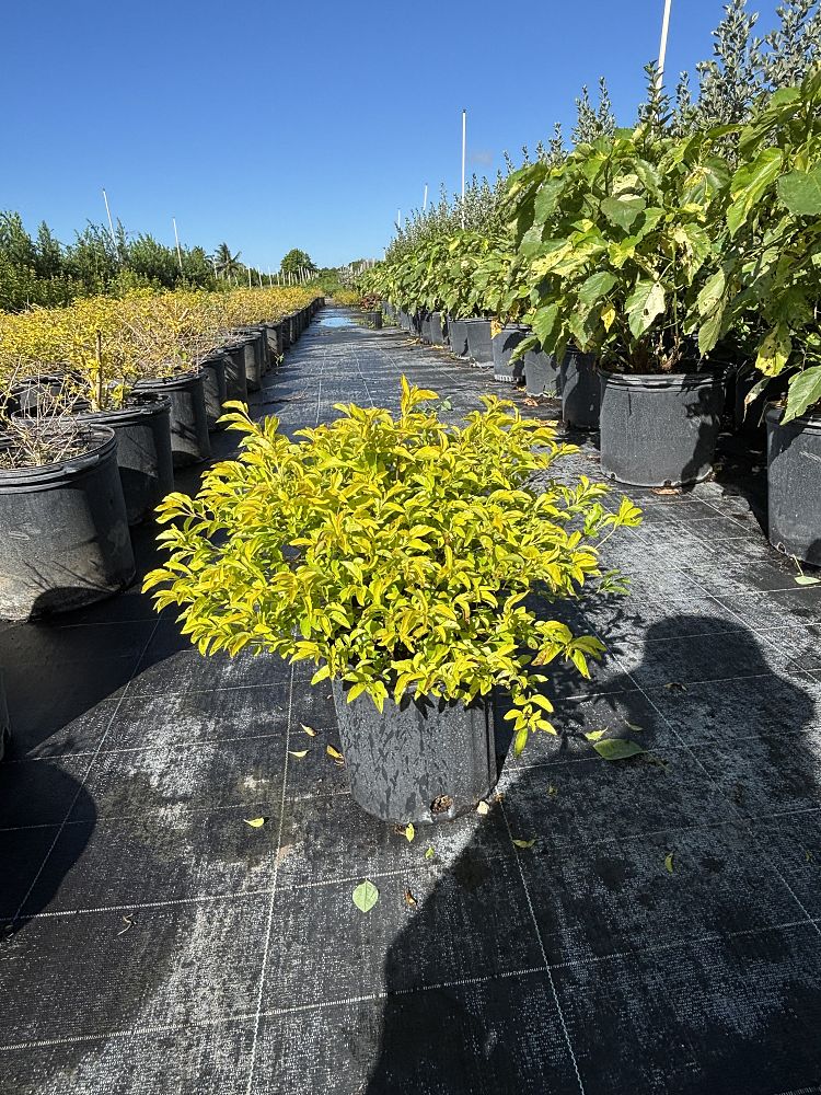 duranta-erecta-gold-mound-golden-dewdrop-duranta-repens