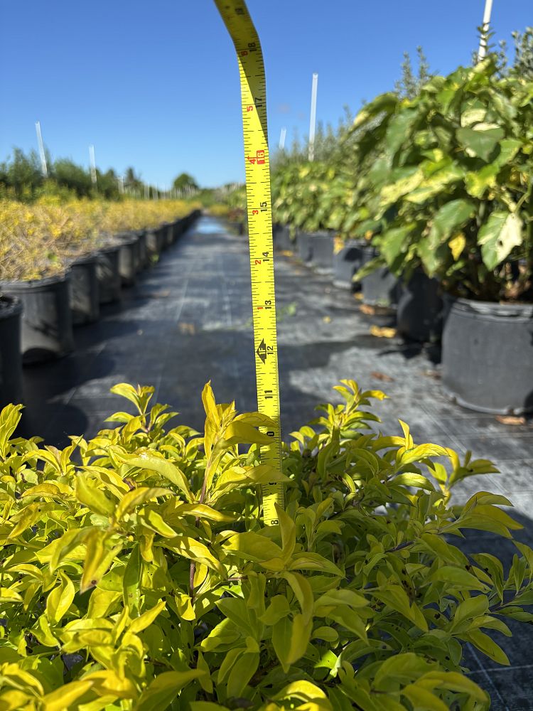 duranta-erecta-gold-mound-golden-dewdrop-duranta-repens