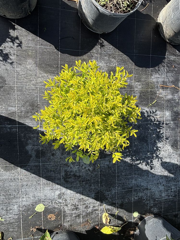 duranta-erecta-gold-mound-golden-dewdrop-duranta-repens