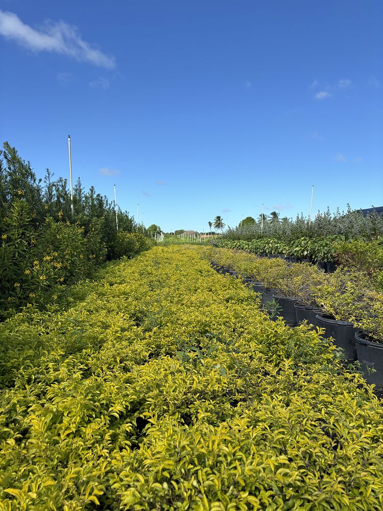 duranta-erecta-gold-mound-golden-dewdrop-duranta-repens