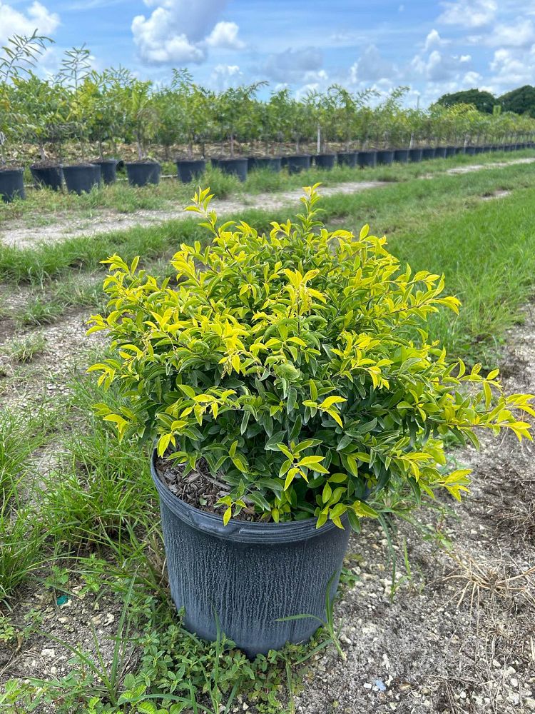 duranta-erecta-gold-mound-golden-dewdrop-duranta-repens