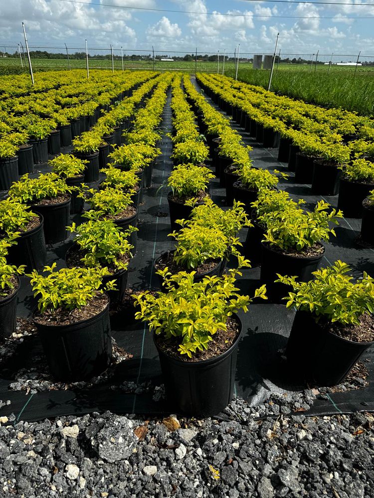 duranta-erecta-gold-mound-golden-dewdrop-duranta-repens