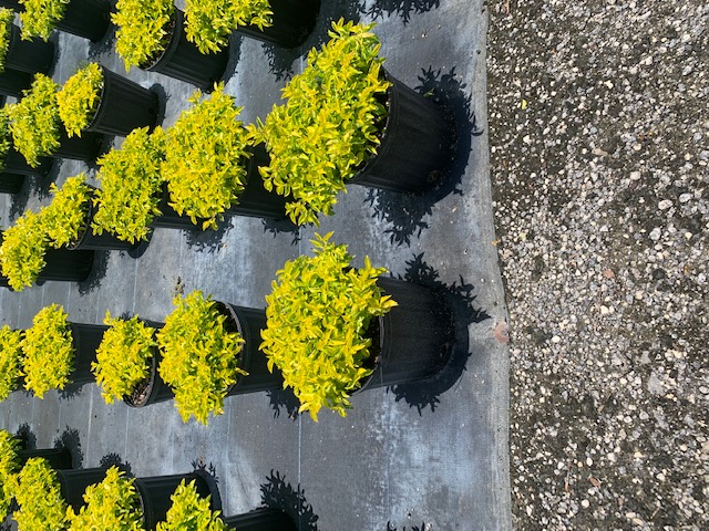 duranta-erecta-gold-mound-golden-dewdrop-duranta-repens