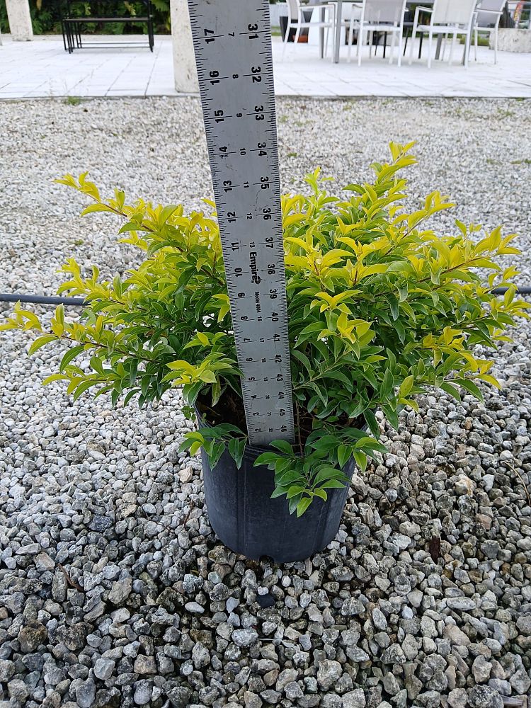 duranta-erecta-gold-mound-golden-dewdrop-duranta-repens