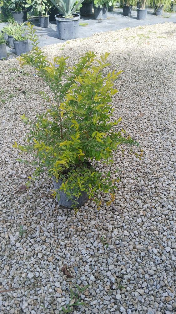 duranta-erecta-gold-mound-golden-dewdrop-duranta-repens