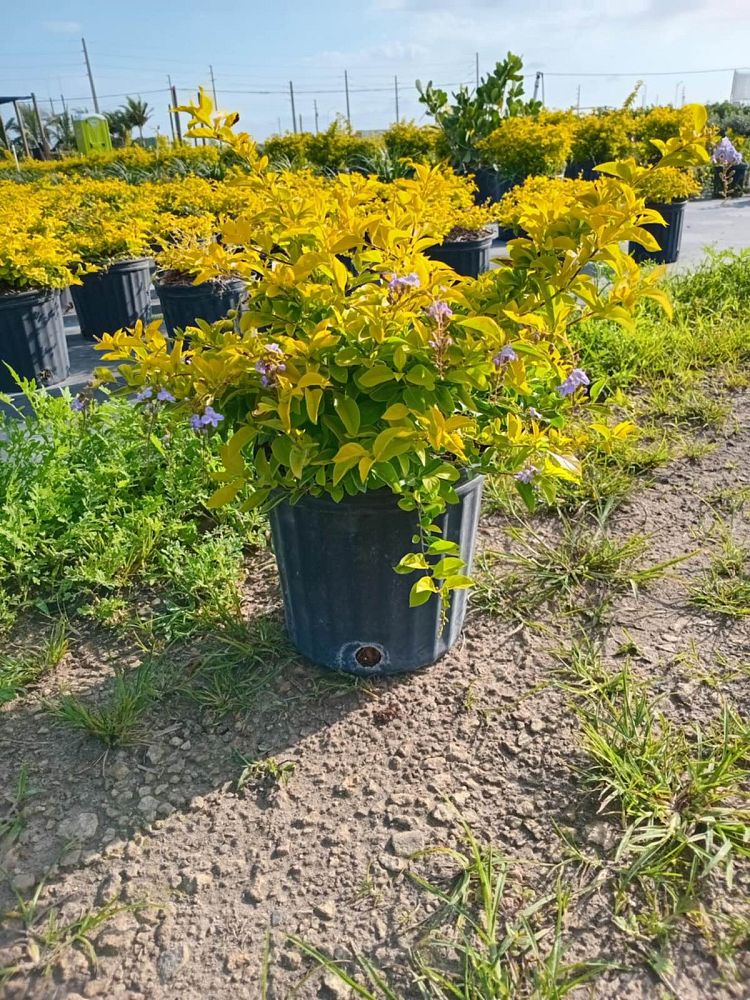 duranta-erecta-gold-mound-golden-dewdrop-duranta-repens