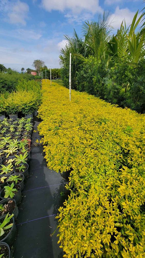 duranta-erecta-gold-mound-golden-dewdrop-duranta-repens