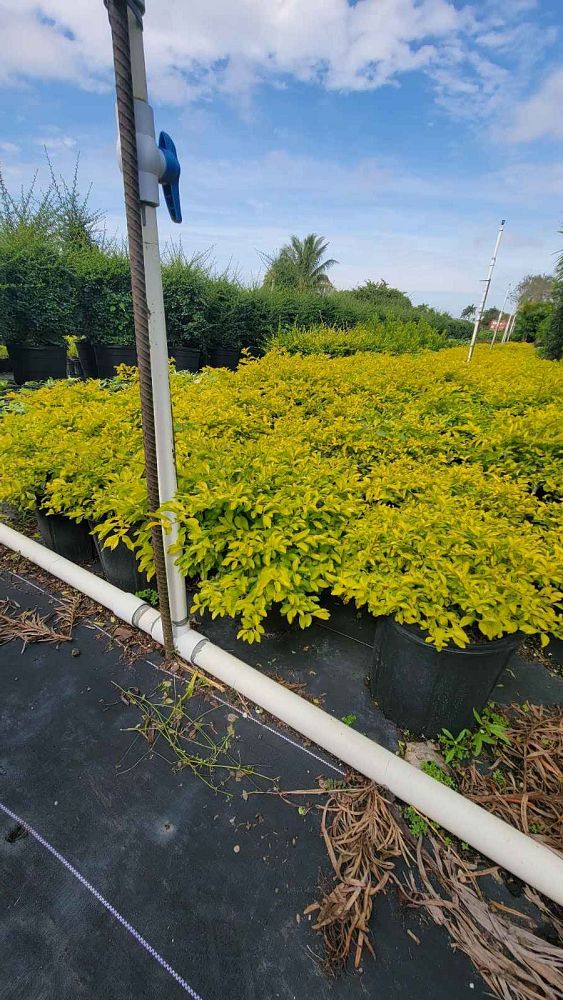 duranta-erecta-gold-mound-golden-dewdrop-duranta-repens