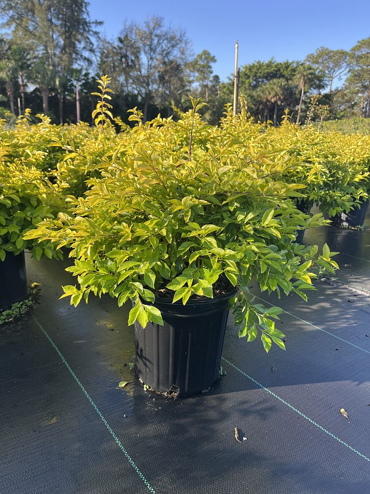 duranta-erecta-gold-mound-golden-dewdrop-duranta-repens