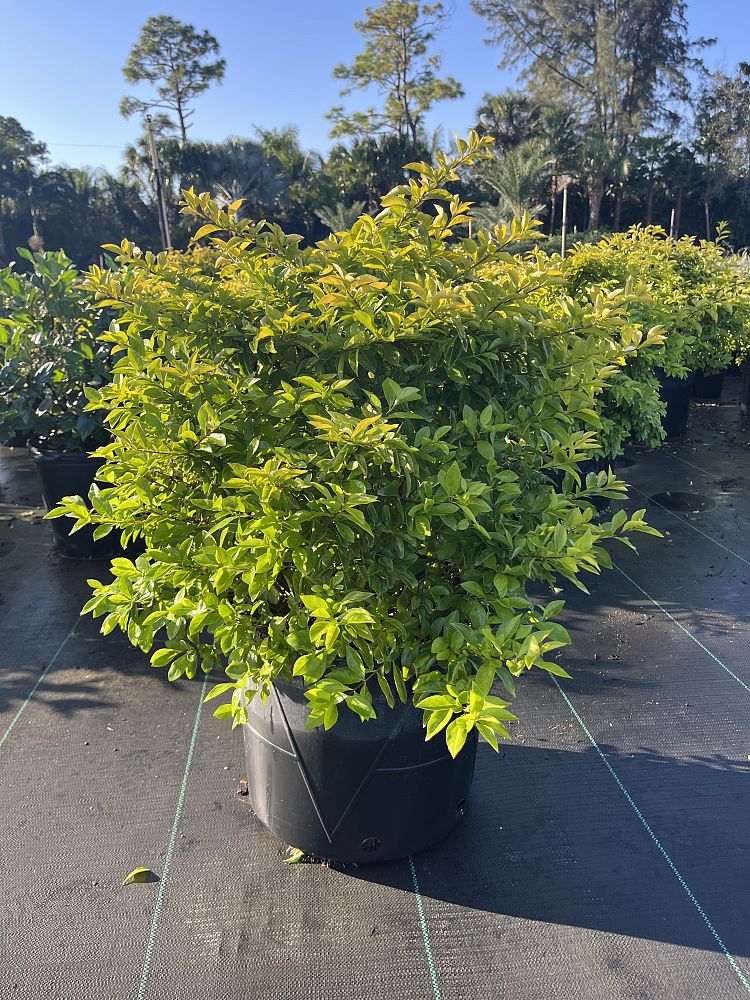 duranta-erecta-gold-mound-golden-dewdrop-duranta-repens