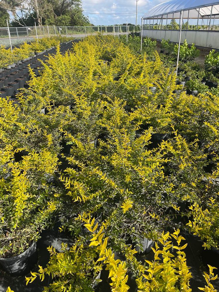 duranta-erecta-gold-mound-golden-dewdrop-duranta-repens