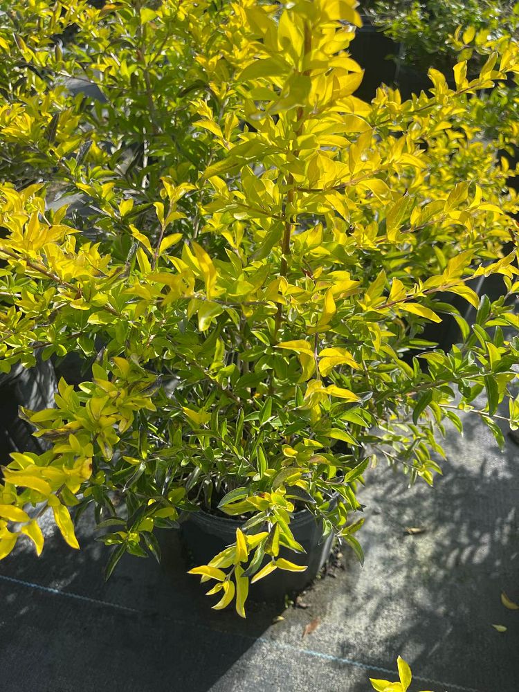 duranta-erecta-gold-mound-golden-dewdrop-duranta-repens