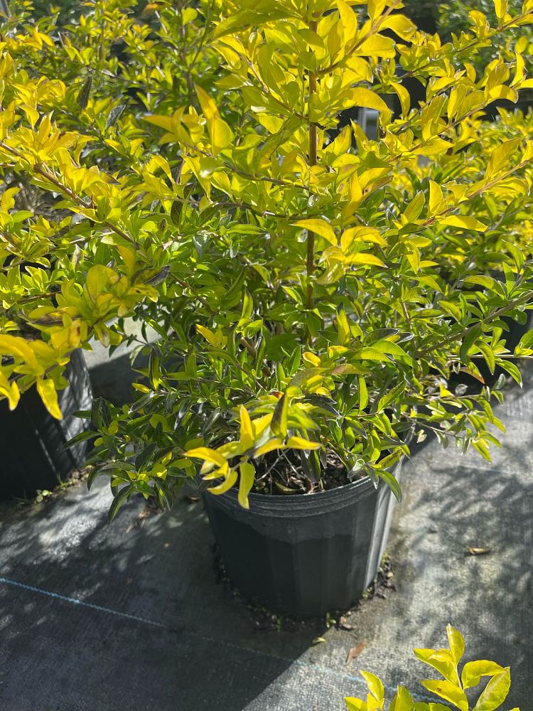 duranta-erecta-gold-mound-golden-dewdrop-duranta-repens